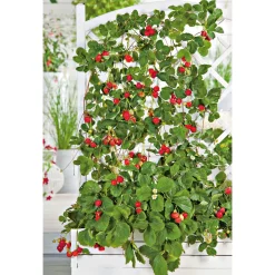 PlantiflorGourmetkräuter Klettererdbeere Topf 12 cm