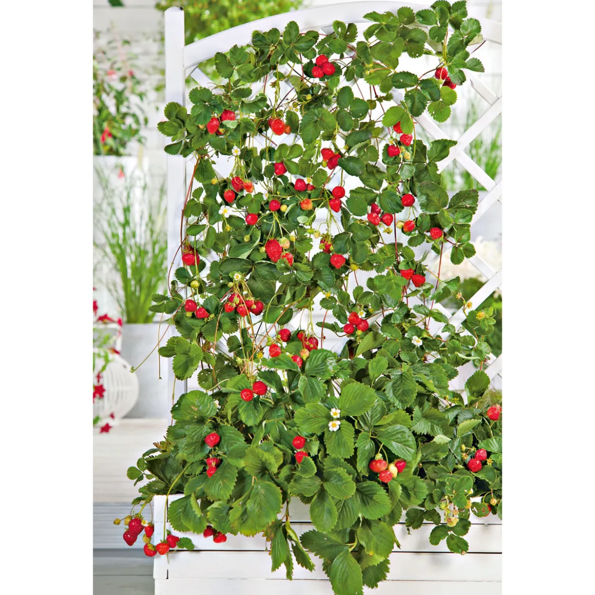 PlantiflorGourmetkräuter Klettererdbeere Topf 12 cm
