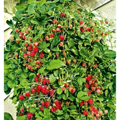 PlantiflorGourmetkräuter Klettererdbeere Topf 12 cm