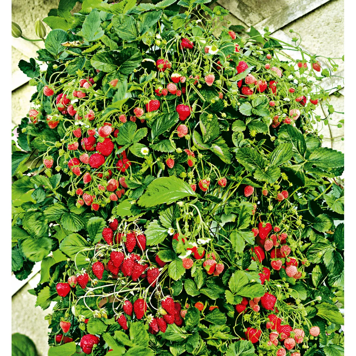 PlantiflorGourmetkräuter Klettererdbeere Topf 12 cm