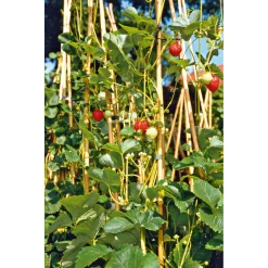PlantiflorGourmetkräuter Klettererdbeere Topf 12 cm