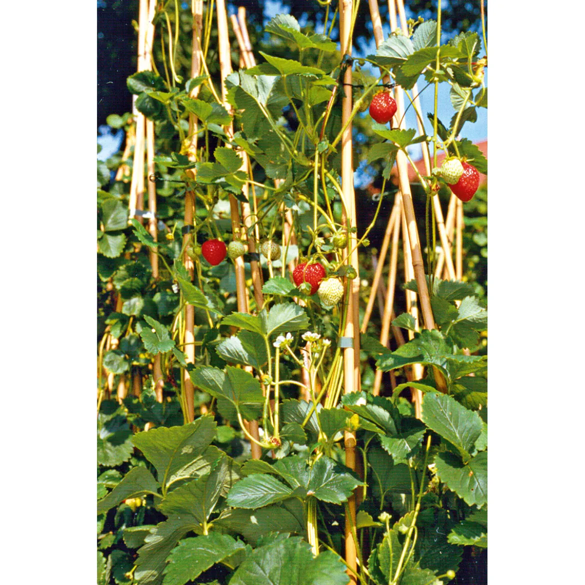 PlantiflorGourmetkräuter Klettererdbeere Topf 12 cm