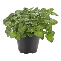 PlantiflorGourmetkräuter Melisse im Topf Durchmesser 12 cm