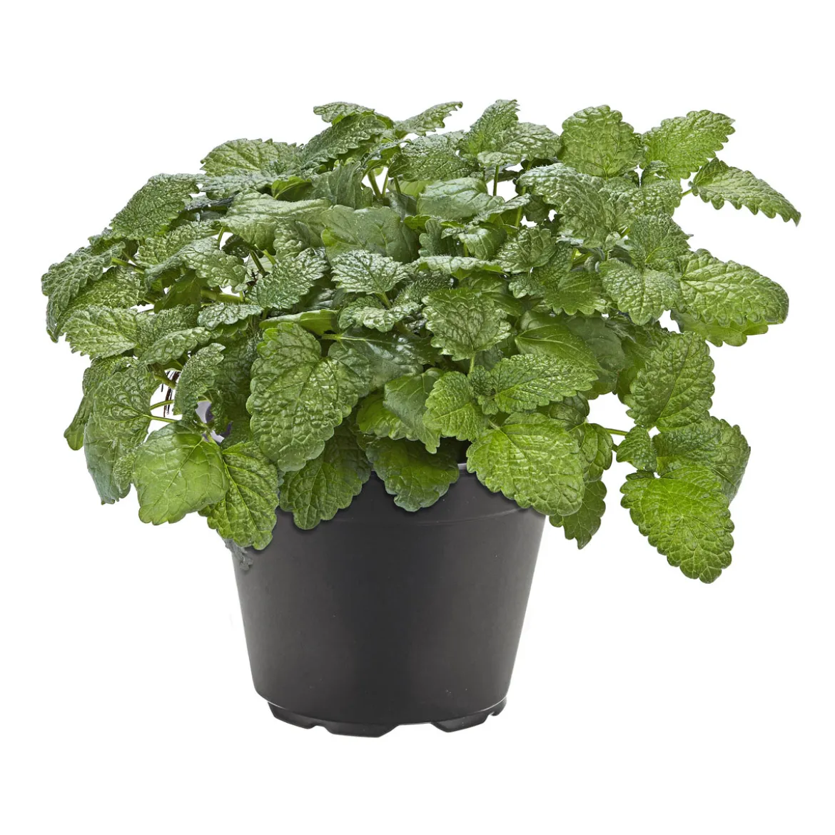 PlantiflorGourmetkräuter Melisse im Topf Durchmesser 12 cm