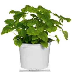 PlantiflorGourmetkräuter Melisse im Topf Durchmesser 12 cm