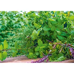 PlantiflorGourmetkräuter Melisse im Topf Durchmesser 12 cm
