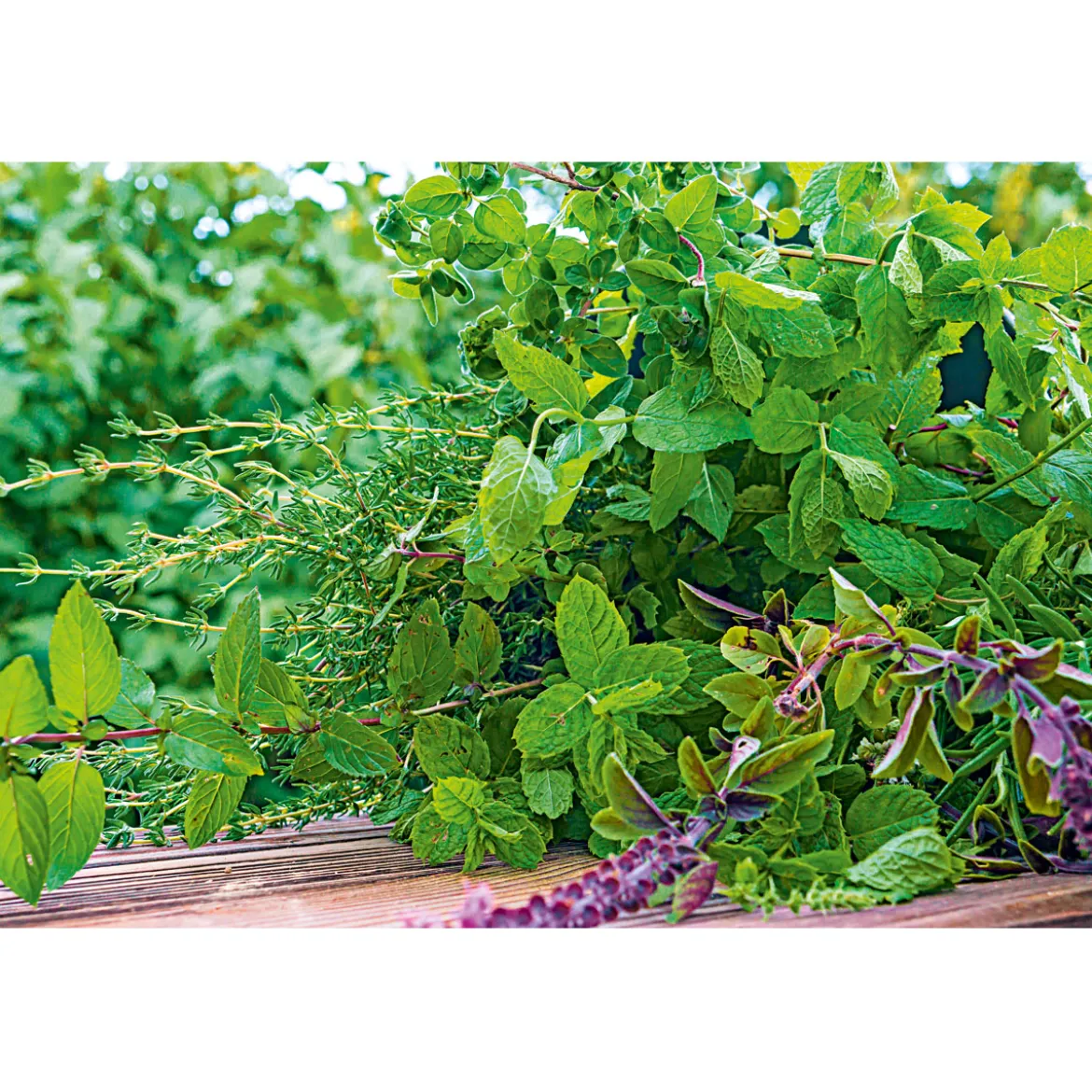 PlantiflorGourmetkräuter Melisse im Topf Durchmesser 12 cm