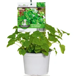 PlantiflorGourmetkräuter Melisse im Topf Durchmesser 12 cm
