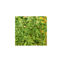 PlantiflorGourmetkräuter Oregano Topf Durchmesser 12 cm