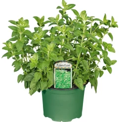 PlantiflorGourmetkräuter Oregano Topf Durchmesser 12 cm
