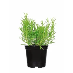 PlantiflorGourmetkräuter Rosmarin Topf Durchmesser 12 cm