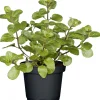 Plantiflor Gourmetkräuter Salatkräuter und Kräuterbutter Topf Durchmesser 13 cm