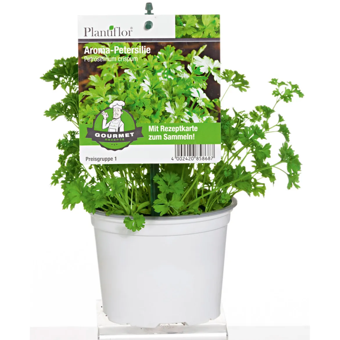 Plantiflor Gourmetkräuter Salatkräuter und Kräuterbutter Topf Durchmesser 13 cm