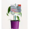 Plantiflor Gourmet Türkische Gewürzpaprika Sumher F1 rot T11