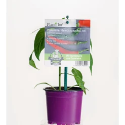 Plantiflor Gourmet Türkische Gewürzpaprika Sumher F1 rot T11