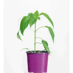 Plantiflor Gourmet Türkische Gewürzpaprika Sumher F1 rot T11