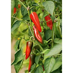 Plantiflor Gourmet Türkische Gewürzpaprika Sumher F1 rot T11