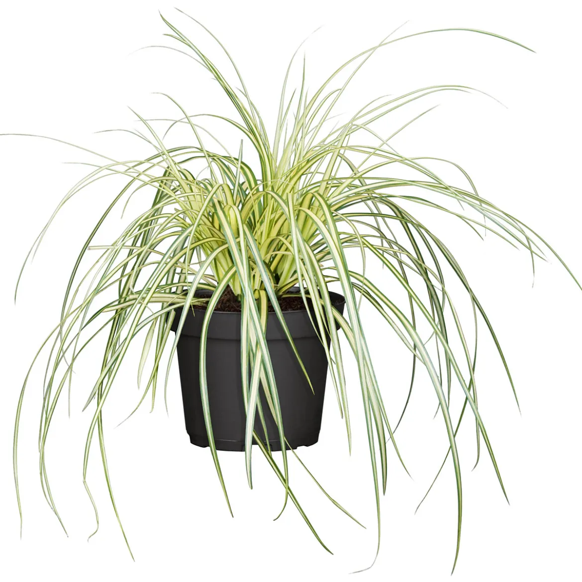PlantiflorGräser Sortiment T19