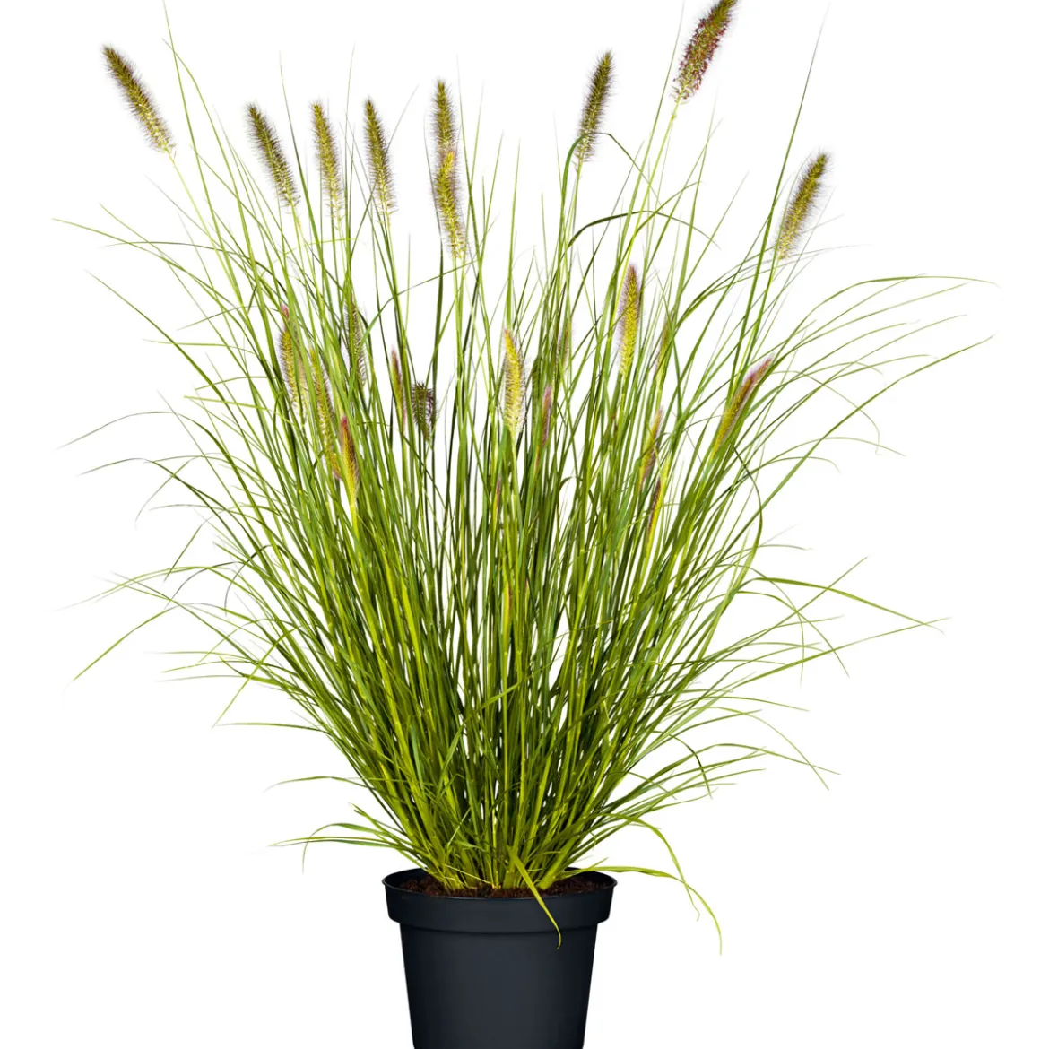 PlantiflorGräser Sortiment T19