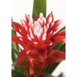 Plantiflor Guzmania El Cope 30-40 cm T12