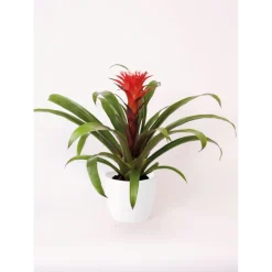 Plantiflor Guzmania El Cope 30-40 cm T12