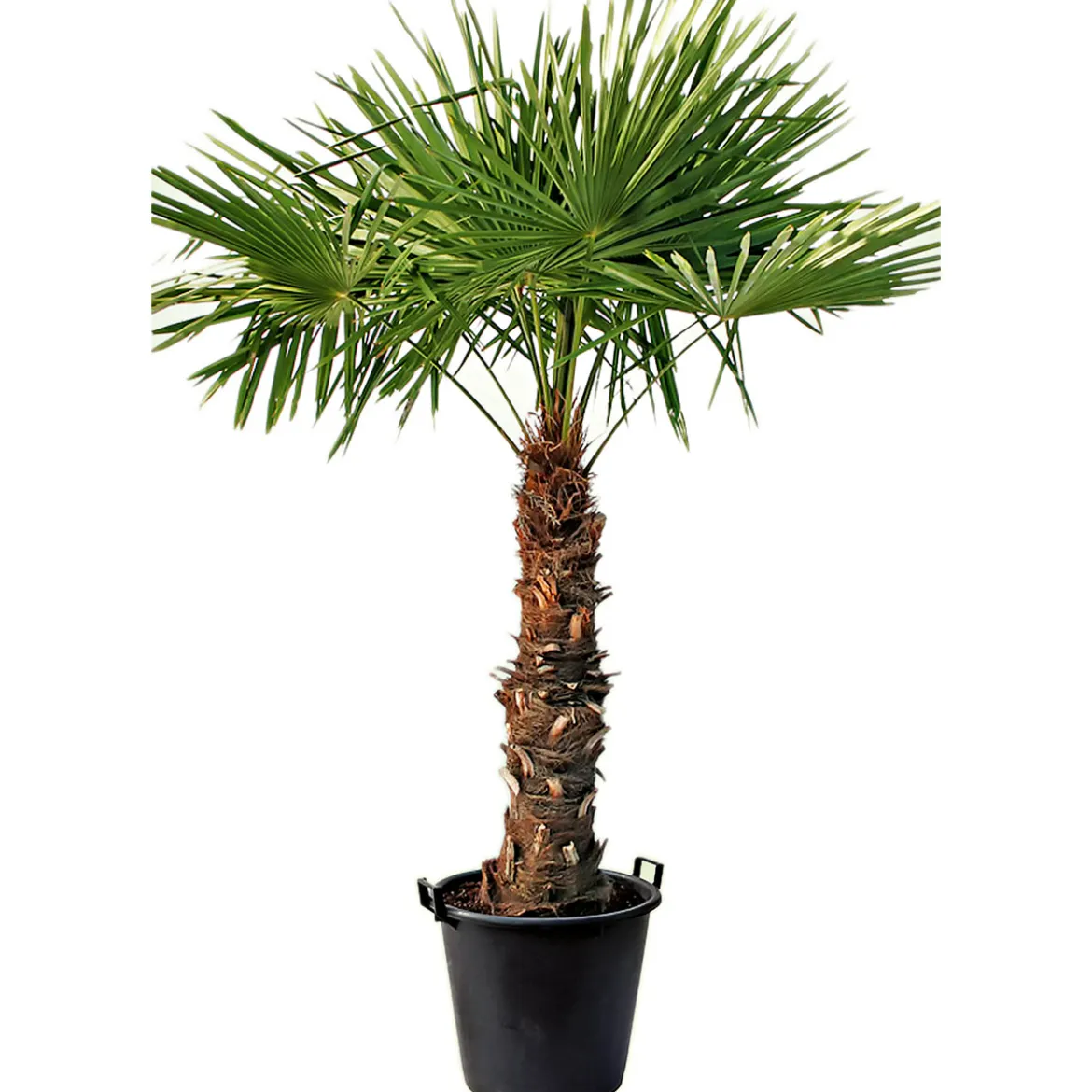 PlantiflorHanfpalme Trachycarpus fortunei im Topf Durchmesser 30 cm