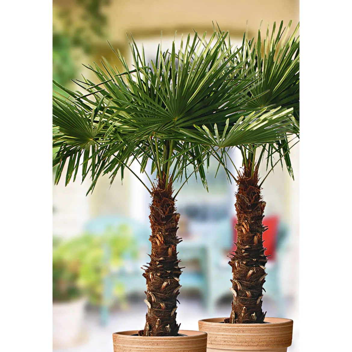PlantiflorHanfpalme Trachycarpus fortunei im Topf Durchmesser 30 cm