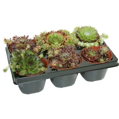 PlantiflorHauswurz Topf-Ø 9 cm 6er-Pack