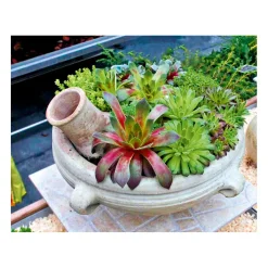 PlantiflorHauswurz Topf-Ø 9 cm 6er-Pack