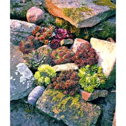 PlantiflorHauswurz Topf-Ø 9 cm 6er-Pack