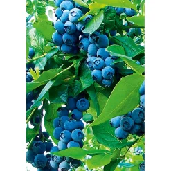 PlantiflorHeidelbeere Goldtraube Topf- Durchmesser 19 cm