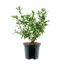 PlantiflorHeidelbeere Goldtraube Topf- Durchmesser 19 cm