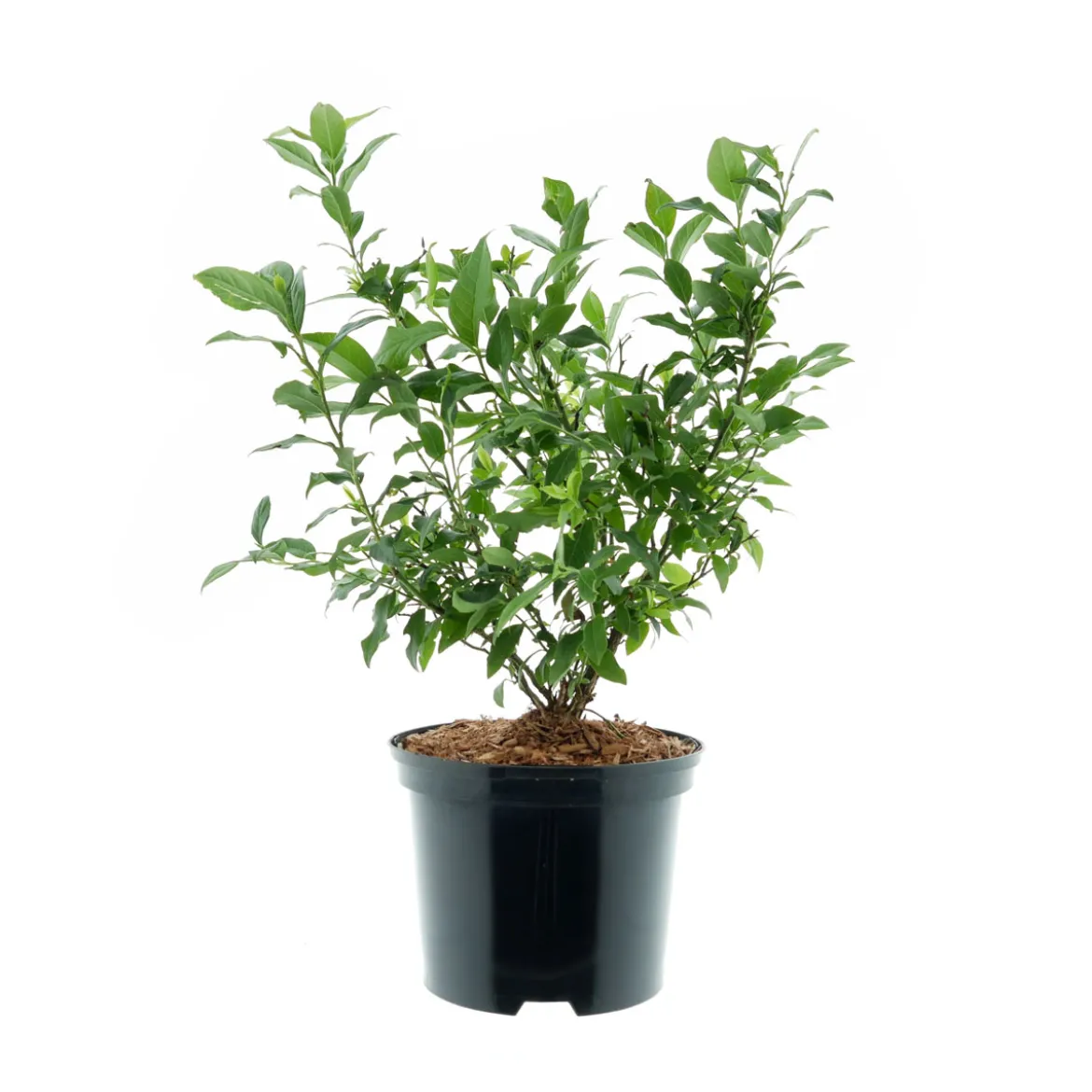 PlantiflorHeidelbeere Goldtraube Topf- Durchmesser 19 cm