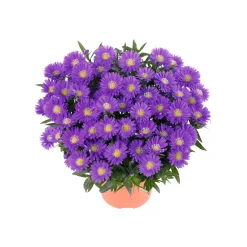 PlantiflorHerbst-Aster Topf Durchmesser 11 cm