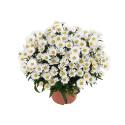PlantiflorHerbst-Aster Topf Durchmesser 11 cm