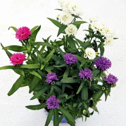 PlantiflorHerbstaster Trio Topf Durchmesser 13 cm