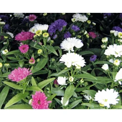 PlantiflorHerbstaster Trio Topf Durchmesser 13 cm