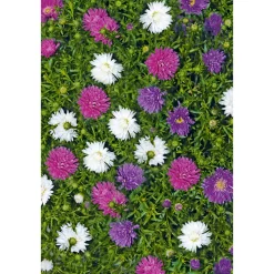 PlantiflorHerbstaster Trio Topf Durchmesser 13 cm