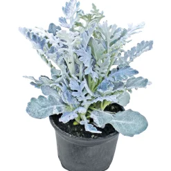 Plantiflor Herbstpflanzen Silberner Herbst 6er-Pack