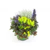 PlantiflorHerbstpflanzen-Trio TrioLino Topf Durchmesser 13 cm