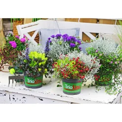 PlantiflorHerbstpflanzen-Trio TrioLino Topf Durchmesser 13 cm