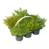 PlantiflorHerbsttray 6er-Pack Topf Durchmesser 9 cm