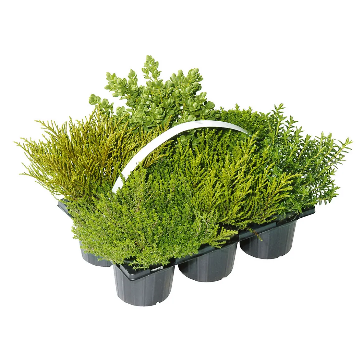 PlantiflorHerbsttray 6er-Pack Topf Durchmesser 9 cm