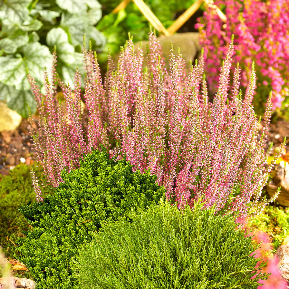 PlantiflorHerbsttray 6er-Pack Topf Durchmesser 9 cm