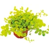 PlantiflorHerbstzauber verschiedene Sorten Topf Durchmesser 11 cm