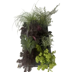 PlantiflorHerbstzauber verschiedene Sorten Topf Durchmesser 11 cm