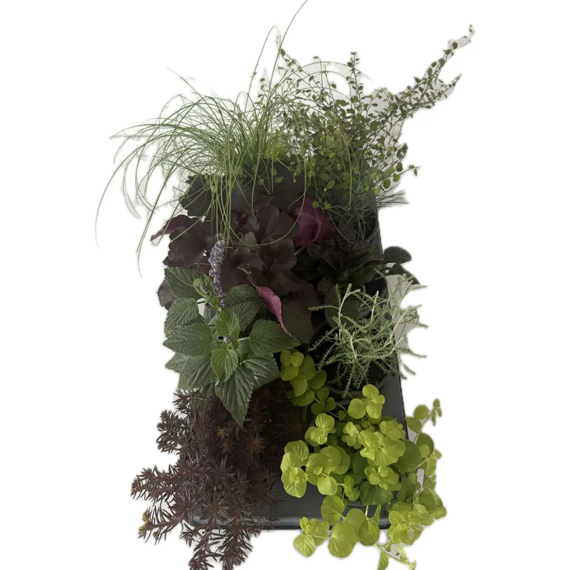 PlantiflorHerbstzauber verschiedene Sorten Topf Durchmesser 11 cm