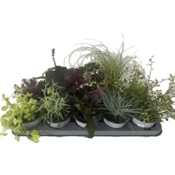 PlantiflorHerbstzauber verschiedene Sorten Topf Durchmesser 11 cm