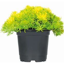PlantiflorHerbstzauber verschiedene Sorten Topf Durchmesser 11 cm