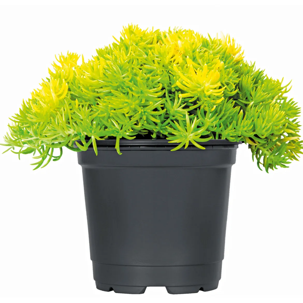 PlantiflorHerbstzauber verschiedene Sorten Topf Durchmesser 11 cm